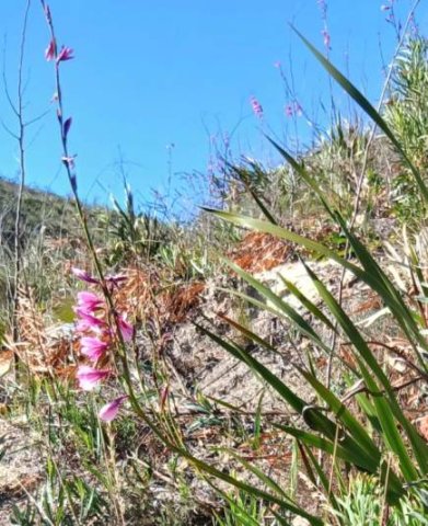 Watsonia borbonica subsp. borbonica angled on a slope